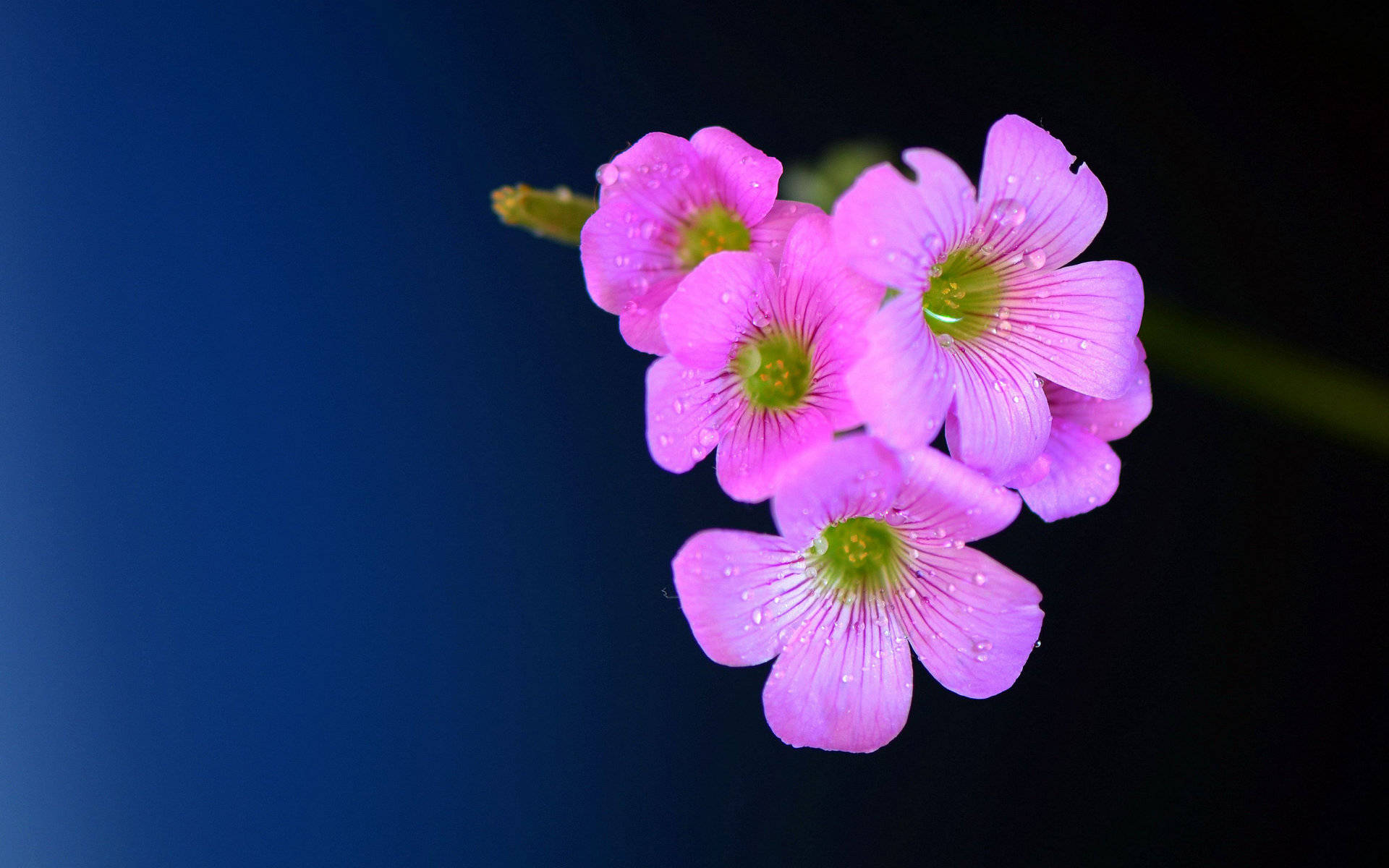 3月29日 4月4日星座运势 白羊座充满斗志 摩羯座当机立断 未来