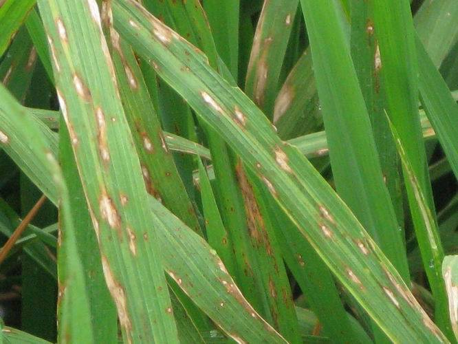 稻瘟病在西南南方丘陵山区,沿江沿淮稻区和东北部分稻区偏重发生,预计