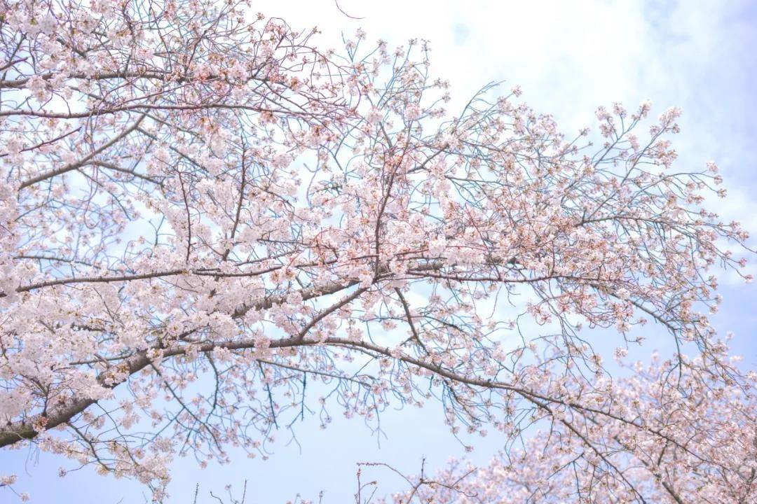 三千旅居·春天的生活方式是在樱花树下发呆