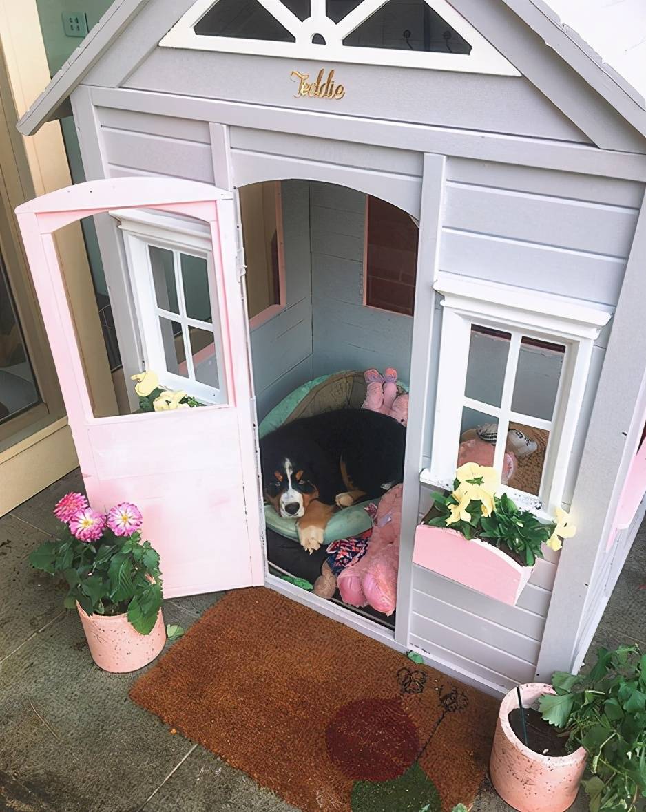 主人把楼梯间改成豪华狗窝网友羡慕哭比我房间还好