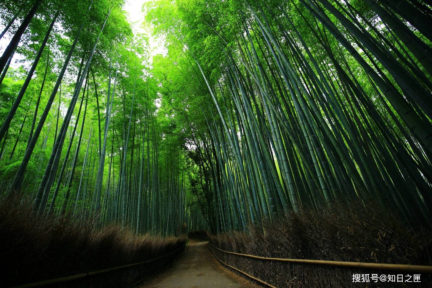 清晨7点的京都竹林小径，享受空无一人的美丽与宁静！