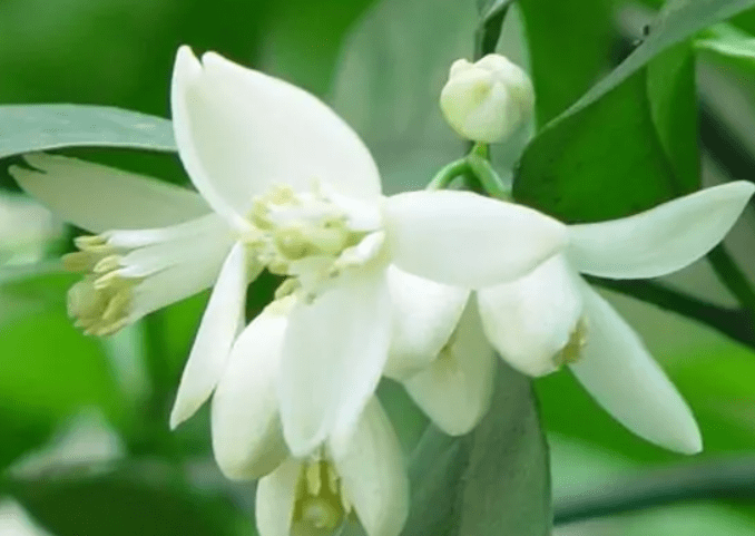 植物橙花精油 橙花精油介绍 按摩