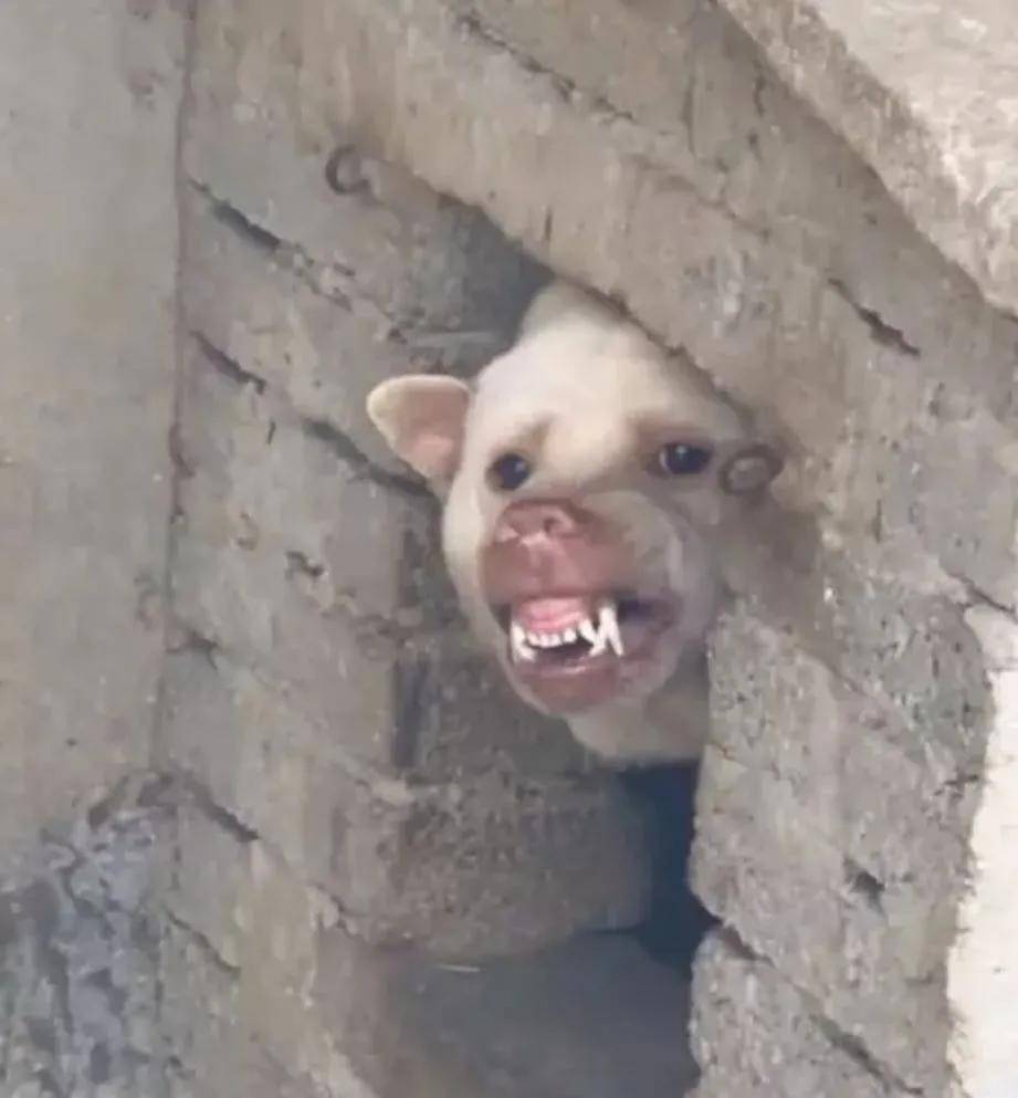 铲屎官晒出自家恶犬,网友爆笑惊呼:这是猪刚鬣跟哮天犬的后代?