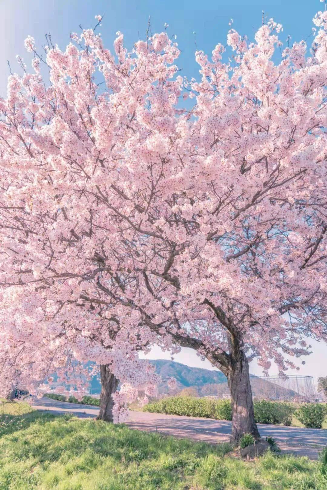 日本今年的樱花，只能神游养眼了！