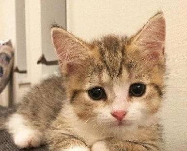 小猫委屈巴巴的无辜脸 太可怜了 什么