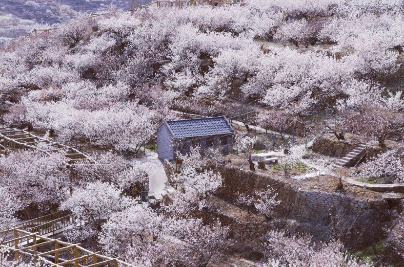 春天赏花胜地，青岛这片樱花谷，邂逅最浪漫的粉白色
