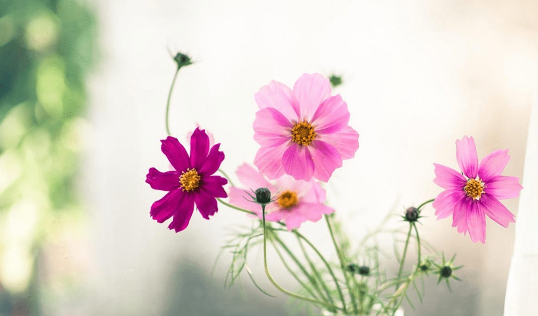 什么叫做桃花纠纷 60161990388a44ee8735a6df90a5bc7b.png