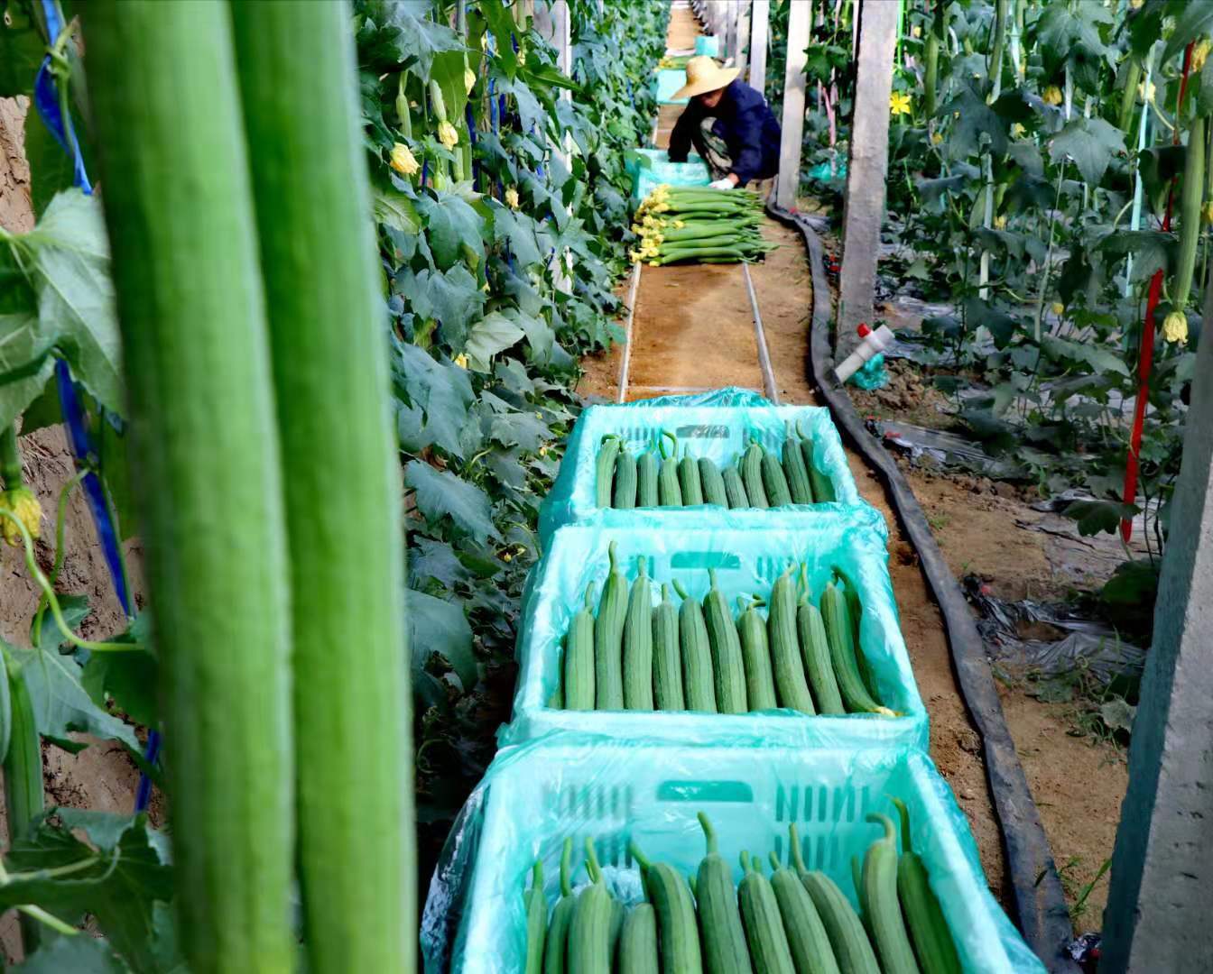 "大棚丝瓜效益真的蛮不错,现在价格一天天看涨,每斤卖到两块半元,俺家