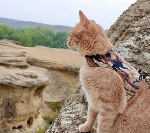 如何用绳子做猫咪的牵引绳 9f3750dd45cb48dba78f8be1155b47d3.jpeg