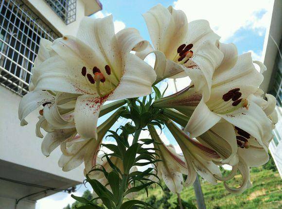 山上野百合花图片 搜狗图片搜索