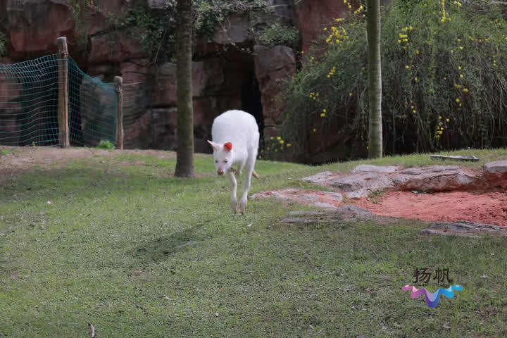 澳大利亚白袋鼠“移民”扬州动物园 清明节快去茱萸湾看看吧