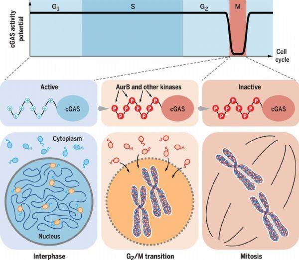 揭示在有絲分裂期間阻止酶cgas激活的兩種新機制