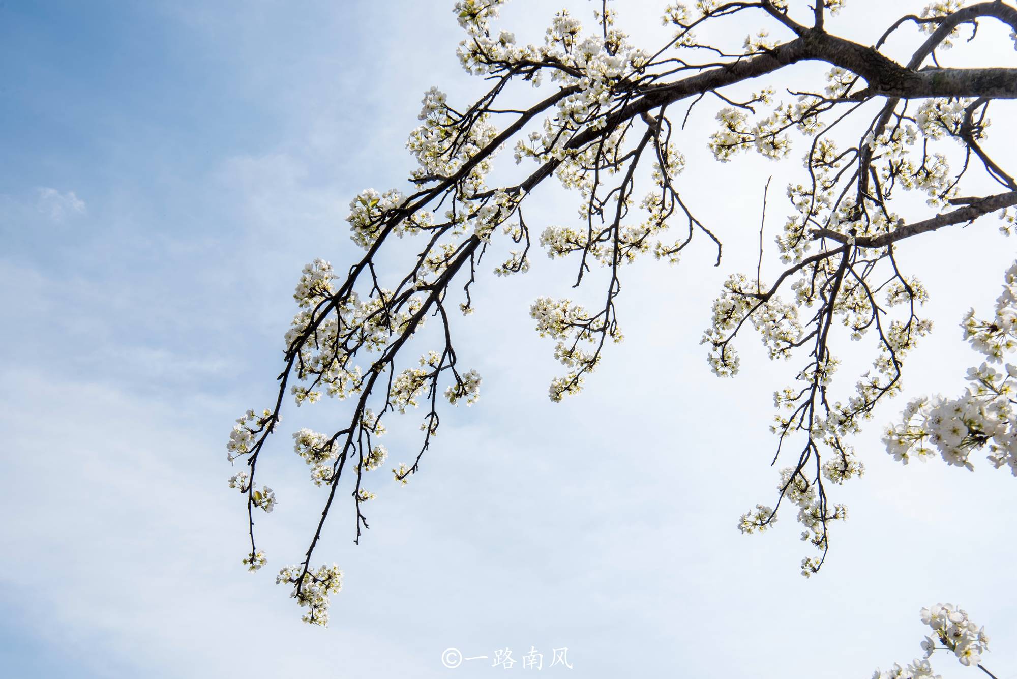四川金川，一个名气不大的地方，一到春天就美成“仙境”