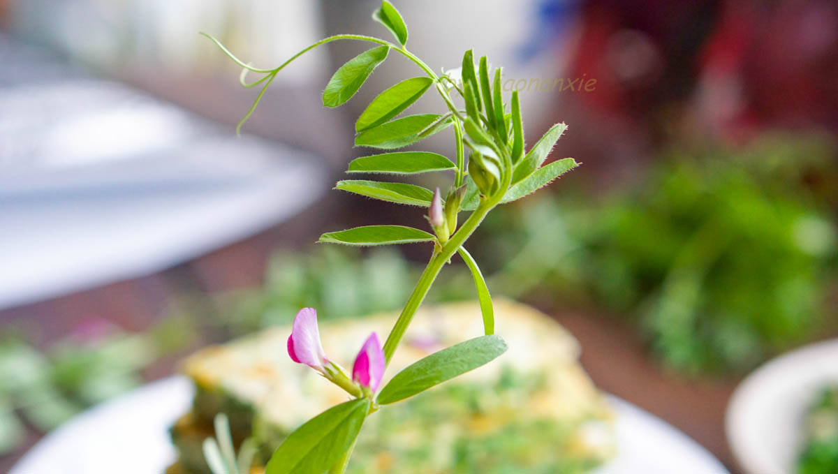 春天用这野菜煎饼子 比荠菜韭菜都好吃 早餐来一盘 饭菜都有了 野豌豆