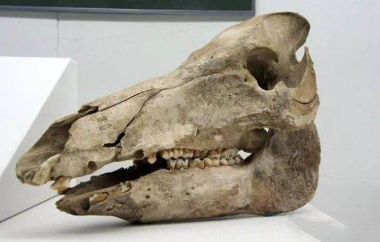 猪进化出了一张恐怖的大嘴,嘴里一共有44颗牙齿,其中有十几颗臼齿