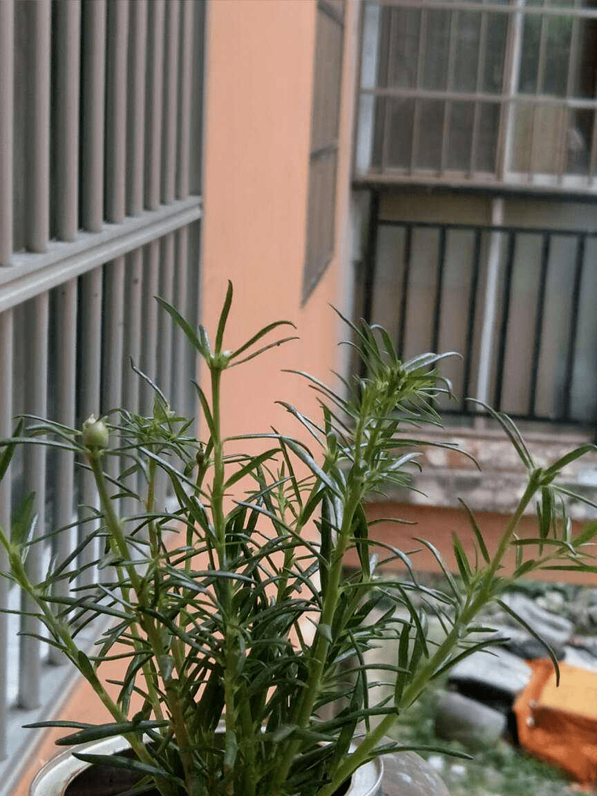 回南天 养花 湿度太大 得赶紧降湿度 植物