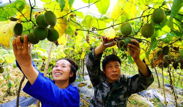 维c含量是柠檬的10倍 人称 神仙果 5毛钱一个 却少有人吃过 罗汉果