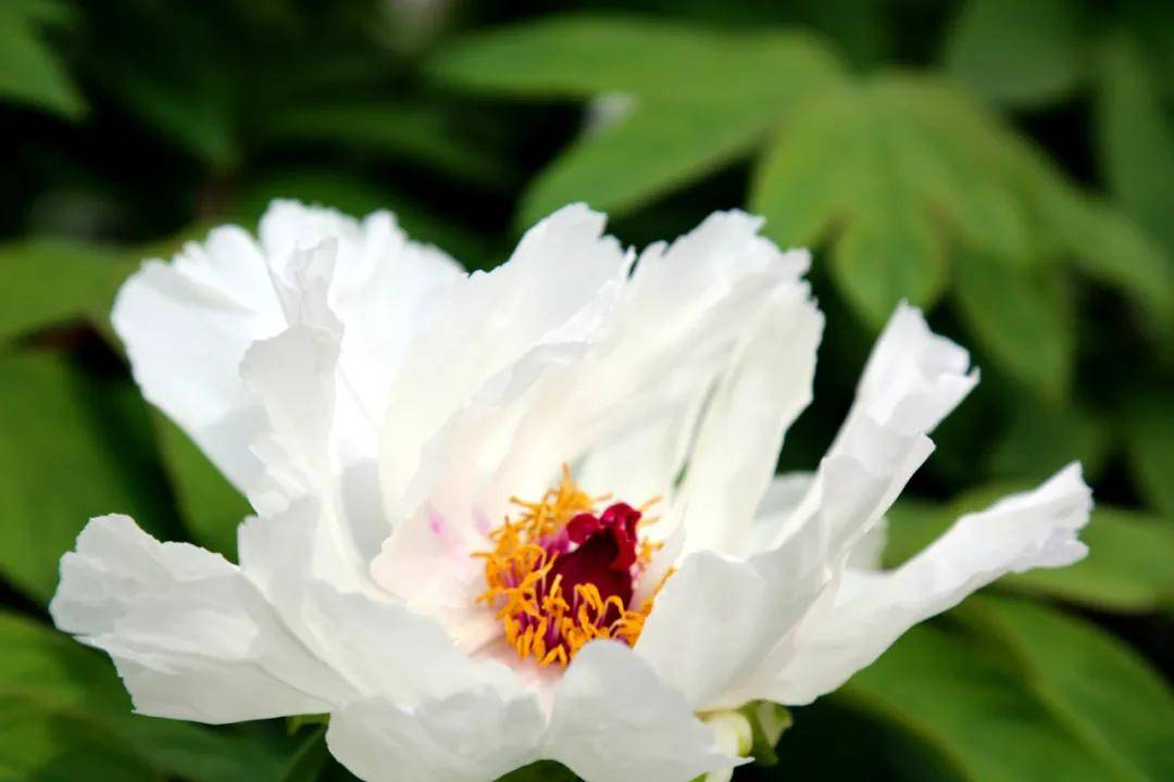 “国色天香 牡丹花开”蚌埠龙子湖景区邀您来赏花啦！