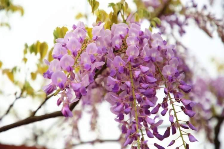 开了！4月中旬嘉定紫藤公园的紫藤将进入盛花期