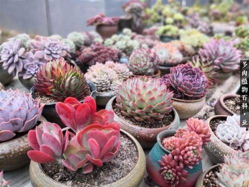 多肉种子几月份种 f27a4b38fb92447bbaa30a0a40468f68.jpeg