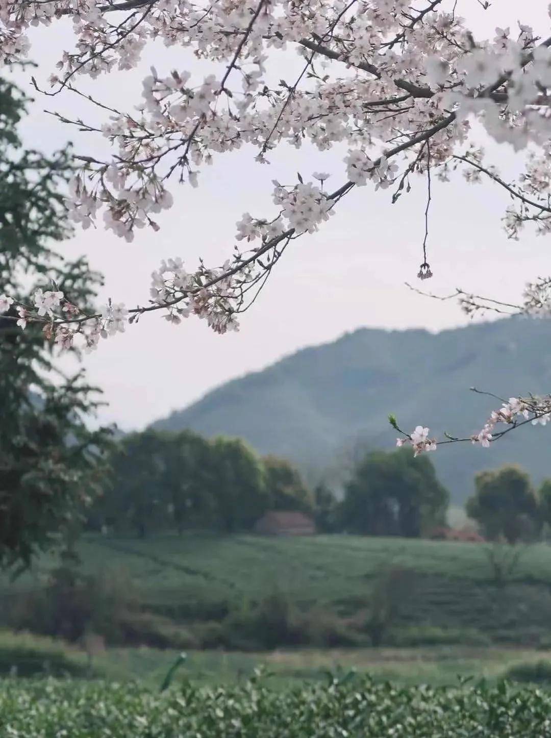 被誉为国内“小秋名山”，这条家门口的自驾天堂，满屏都是春天气息