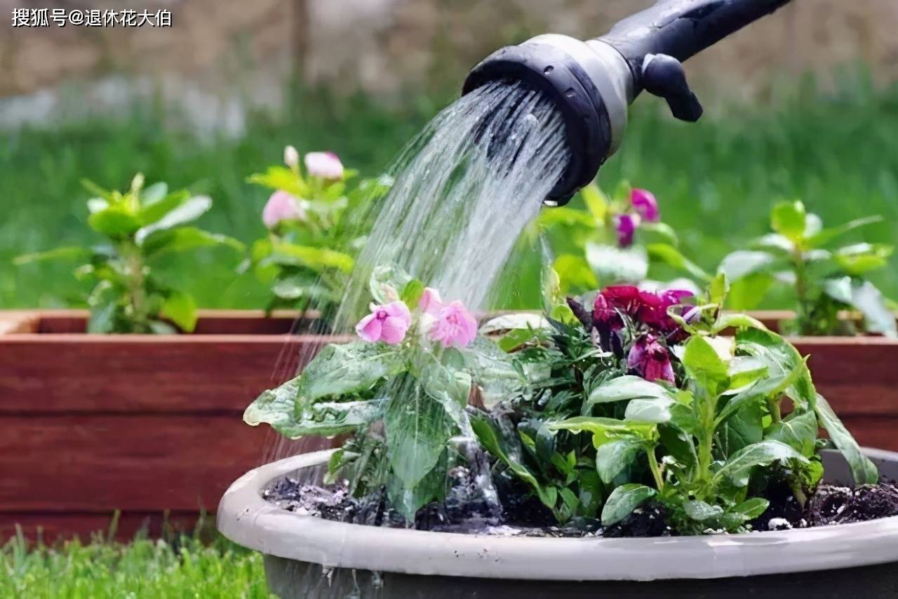 春夏浇花 3类水不能滥用 不然浇得多植物死得快 土壤