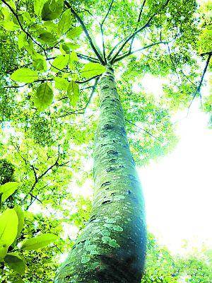 七上八下九不活连树都能见血封喉到处都是毒