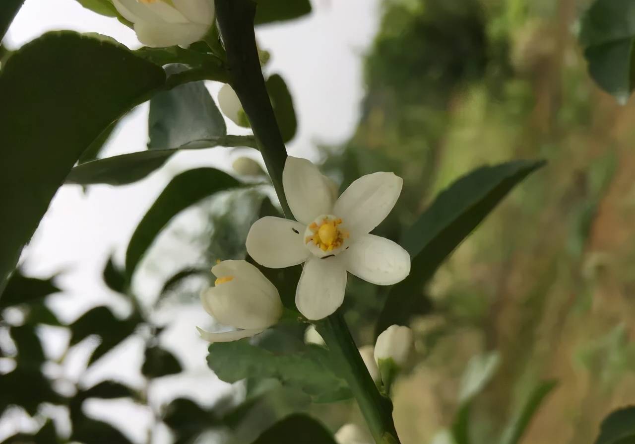 柑橘花前花后防好蓟马 花皮果少一半 你弄懂了吗 危害