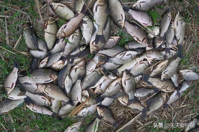 冬季怎么找鲤鱼 272e71295d724bfcaa6b5b2460c36698.jpeg