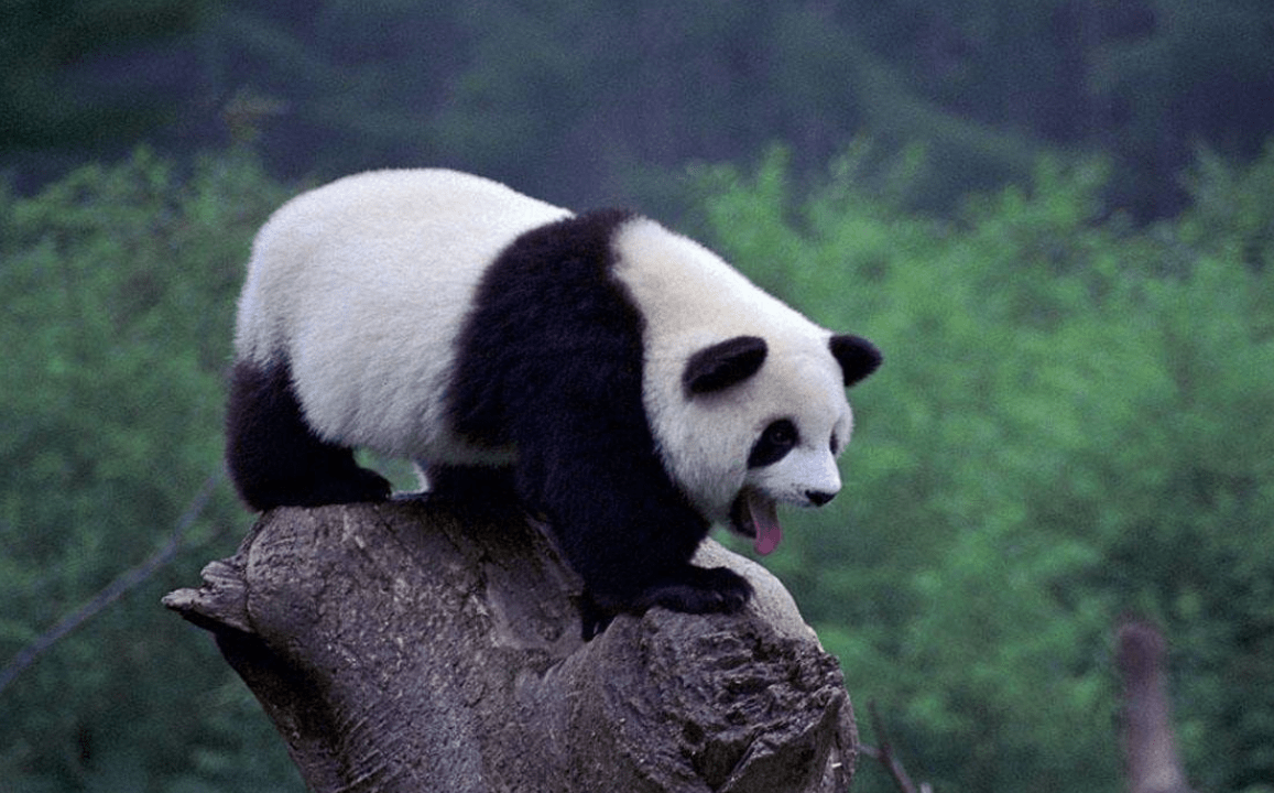 原创大熊猫战斗力强不强如果遇到老虎会不会被吃掉