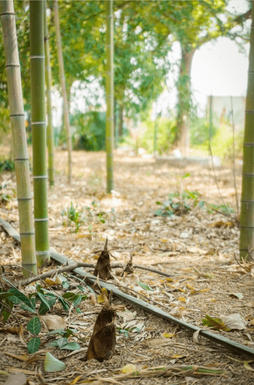 春天就要來涵碧樓感受萬竹飛舞的竹林秘境