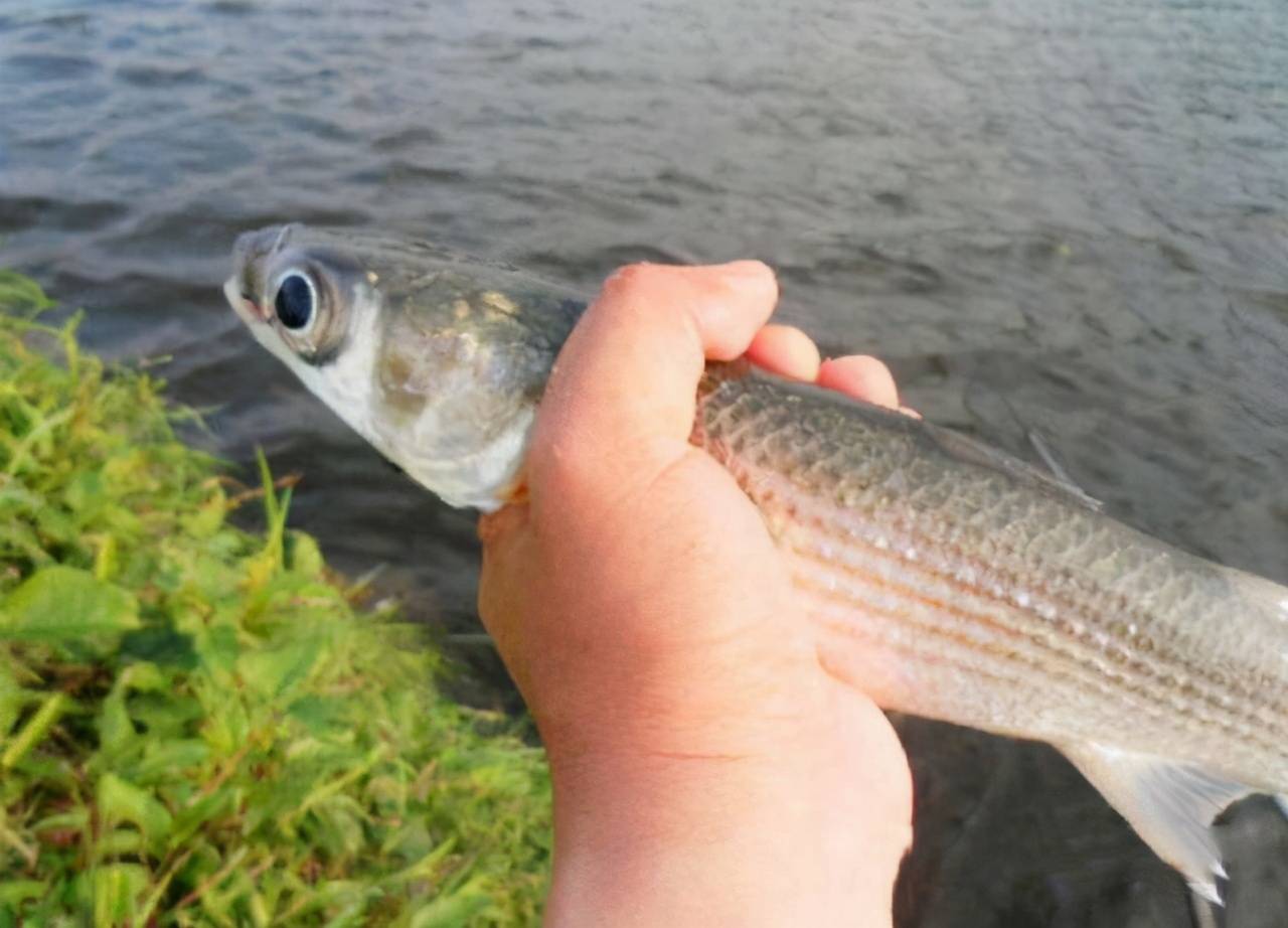 烏頭魚就是烏鯔,也有地方叫做烏魚或者鯔魚,屬於很典型的淡海水魚