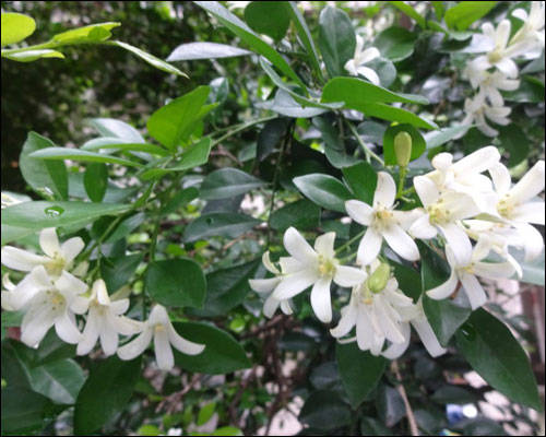 夜来香花语是什么 夜来香为什么这么受欢迎 花朵