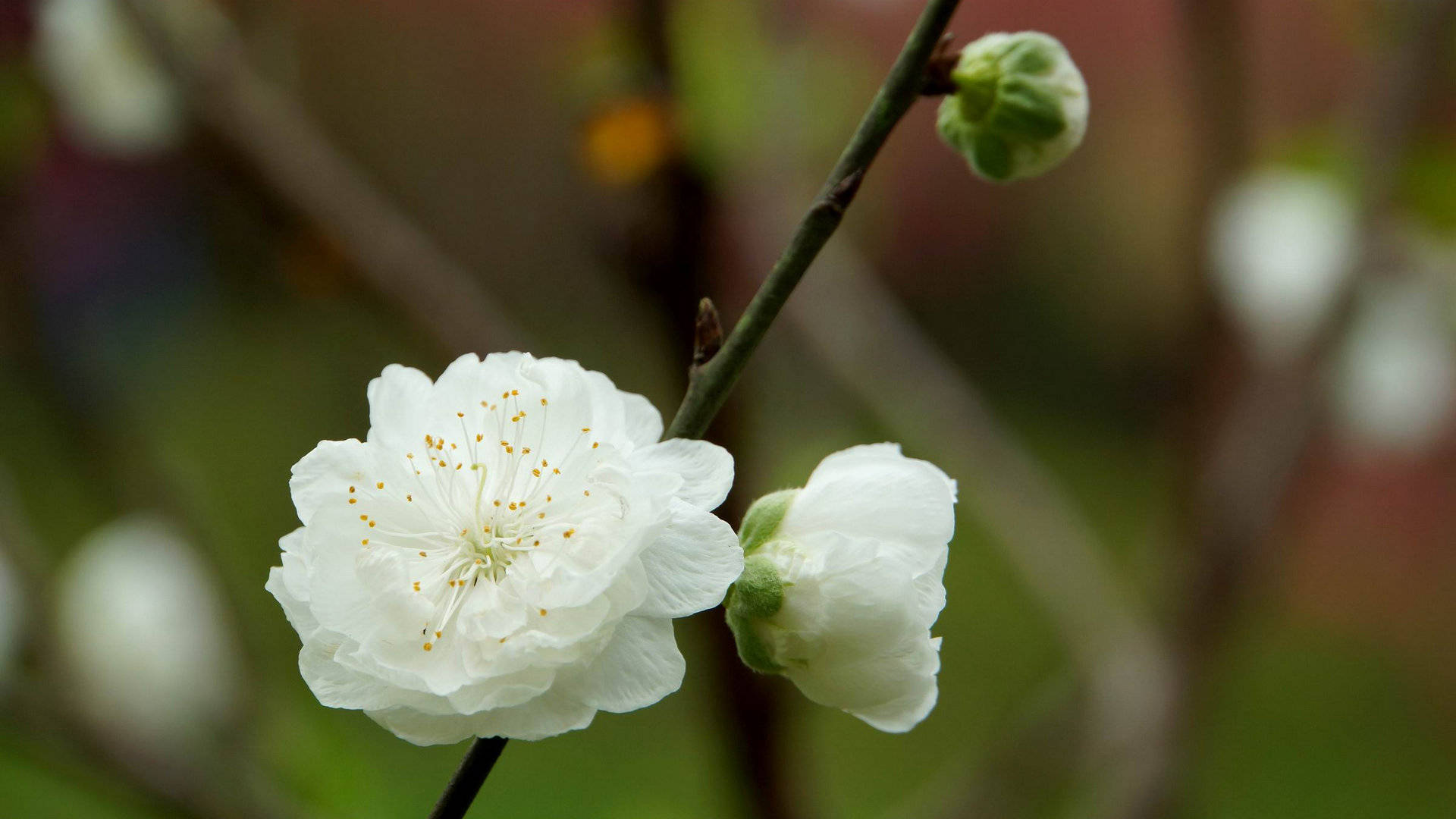 4月4日10日星座运势金牛座迎刃而解双鱼座另眼相看