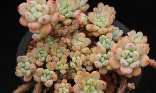 多肉怎么繁殖快 5997043bdce54813a5d608f5cea90ed6.jpeg