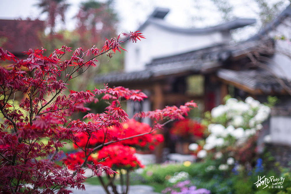 上海国际花展 这些小花园美得让人眼馋 哪一款最让你心动 庭院