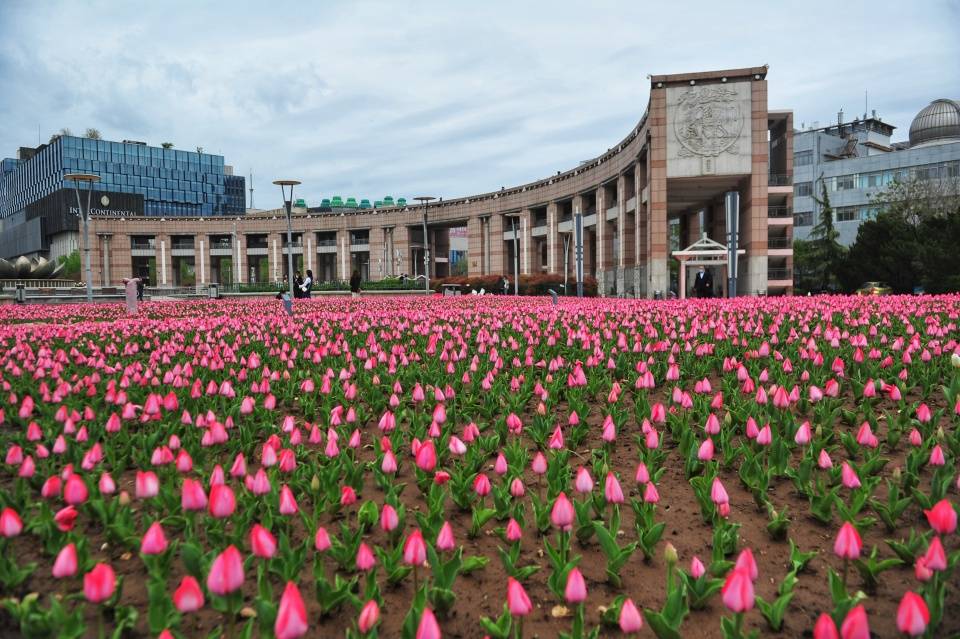 清明假期首日4月3日文旅活动丰富多彩油菜花受游客喜爱