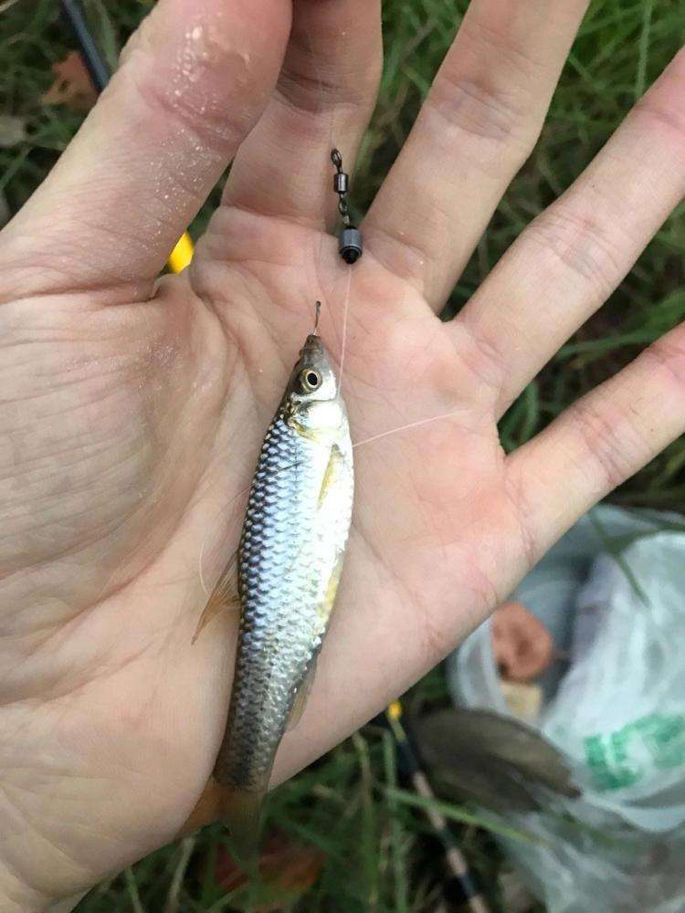 袖伊豆秋田狐海夕谁才是最适合钓小鱼的王者