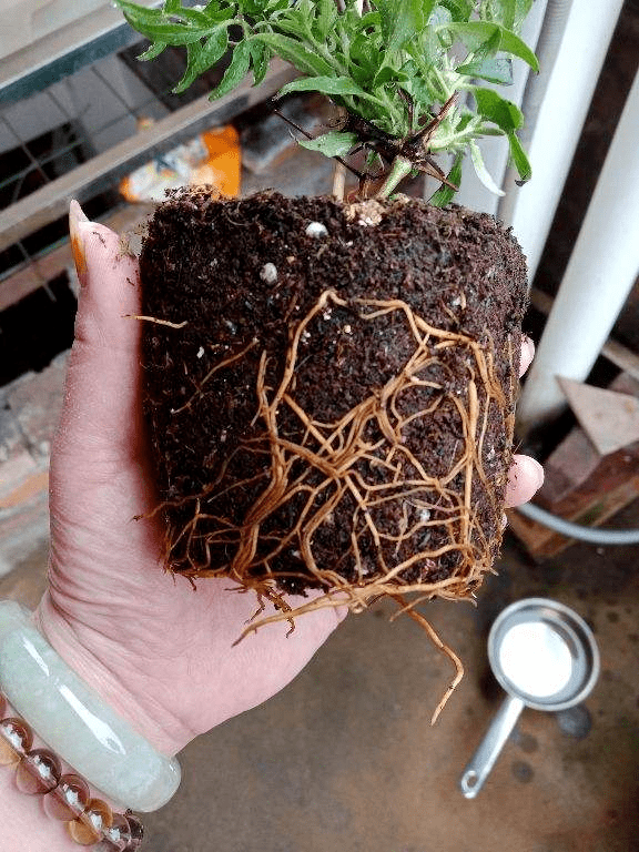 养花首先要养根 根系长得好 植物才长得更壮 土壤
