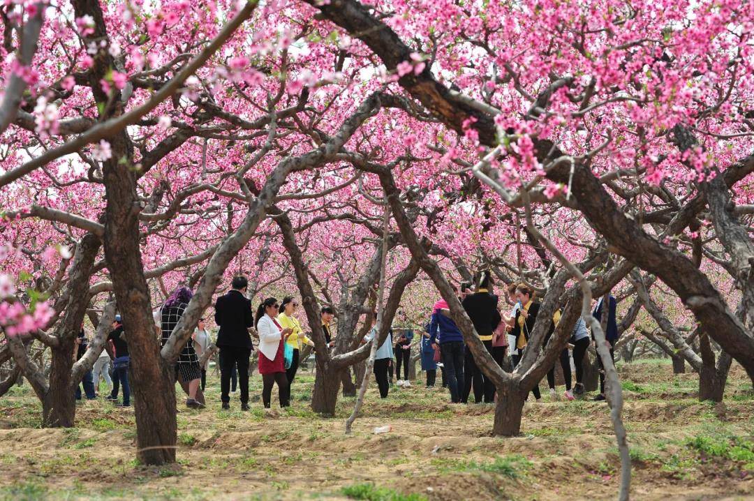 保定顺平桃花节图片