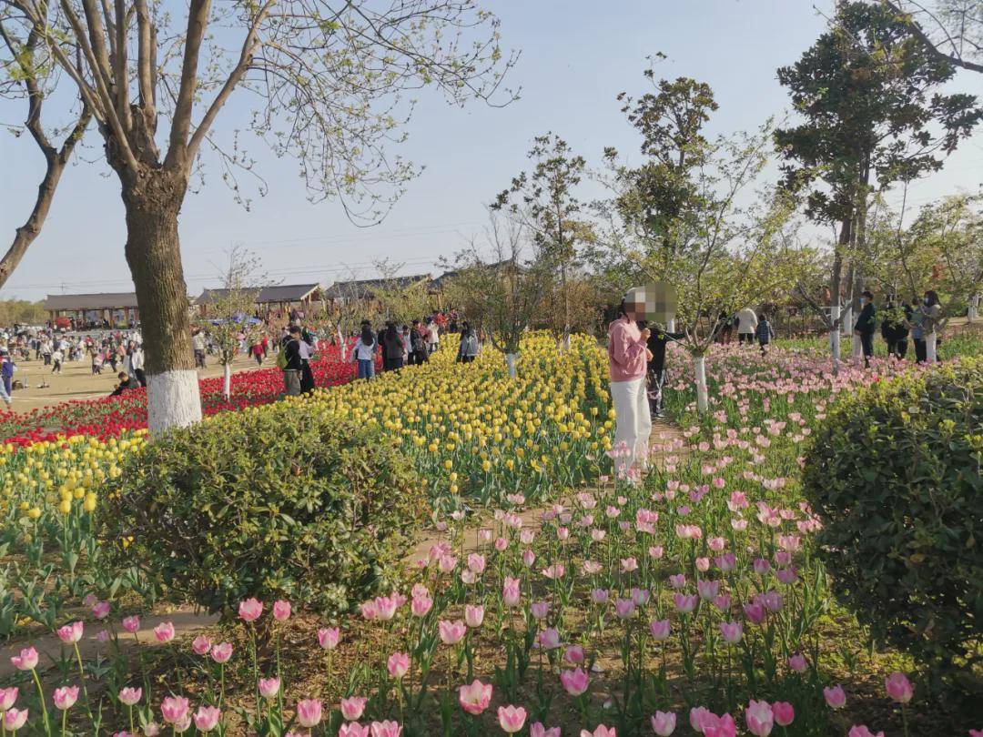 清明，商丘汉梁公园的郁金香“哭了”：花开的时候，您别再来看我