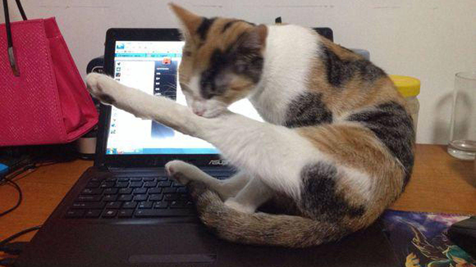 猫为什么喜欢坐键盘,这样我无法安心工作,有解决方法吗_电脑