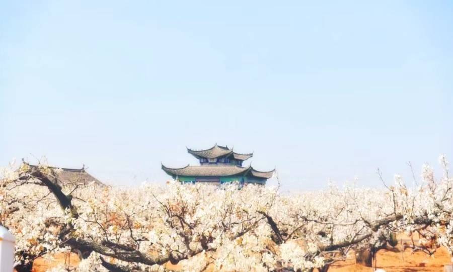 2021莱阳第三十届浪漫梨花节4月10日盛大开幕