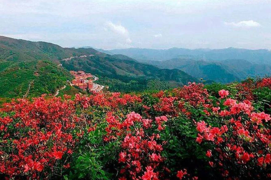 湖南一地杜鹃花蹿红，数十万亩花“打破世界纪录”，花期将至5月