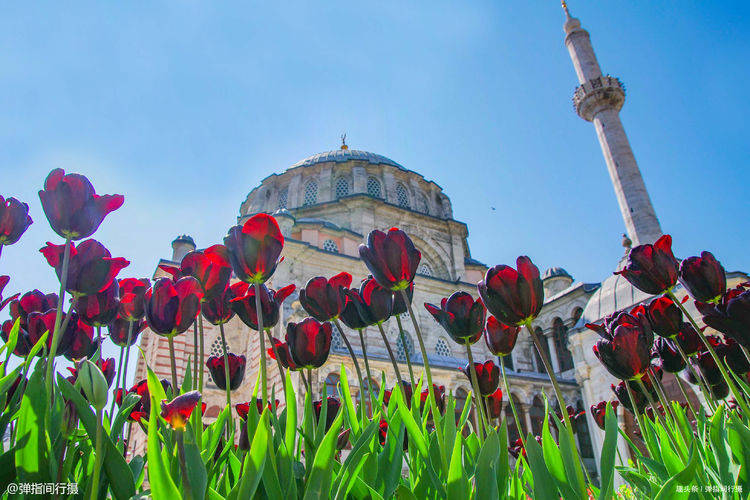 春游土耳其，伊斯坦布尔满城花海，仿若人间仙境