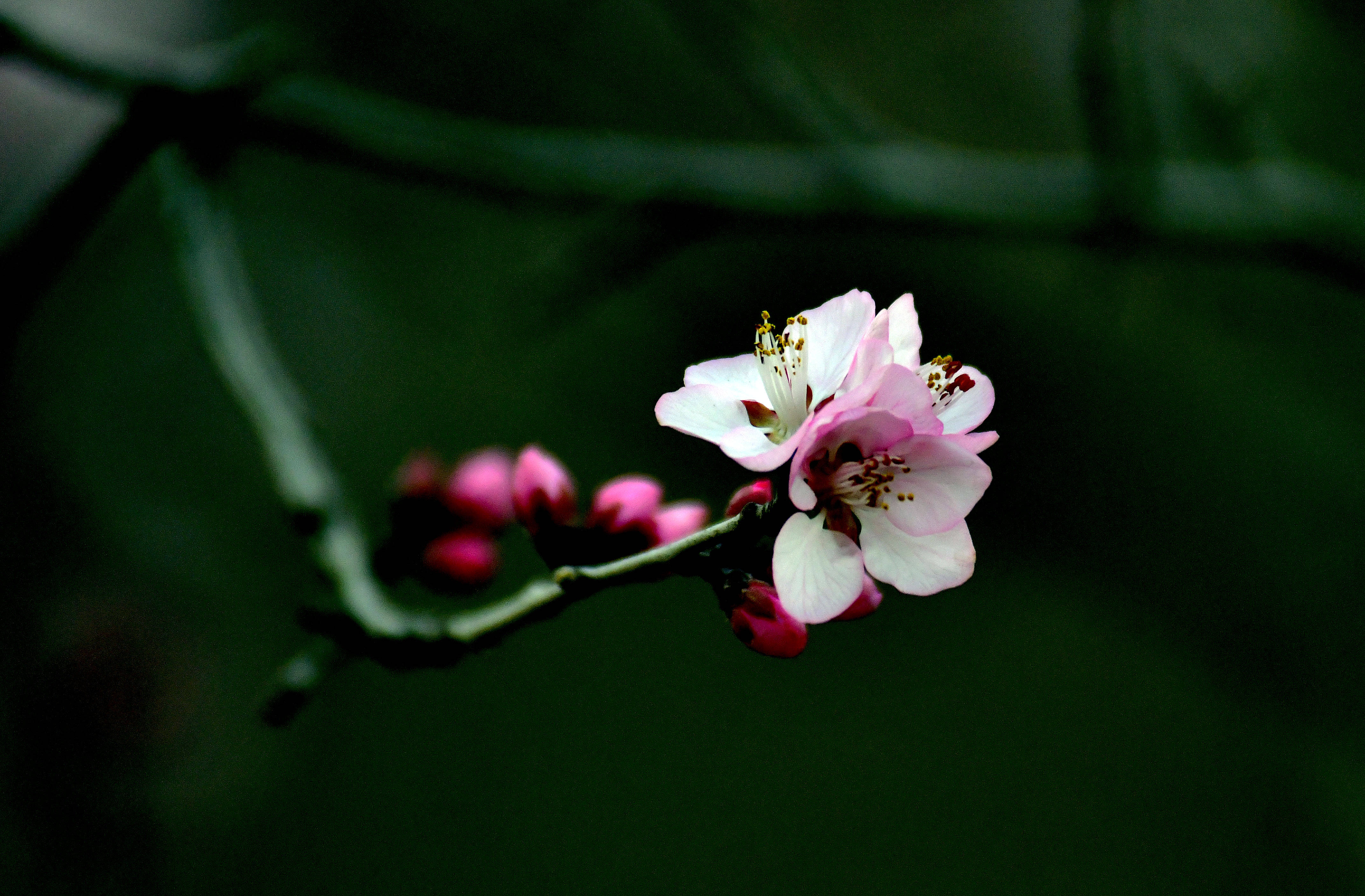 桃花盛开的时光 三 花盛鸟枝头 保护