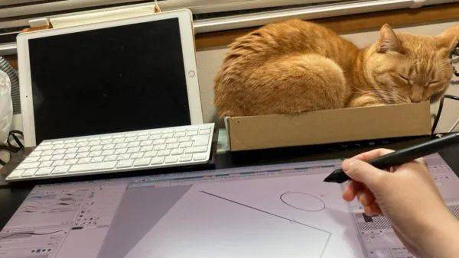 猫为什么喜欢坐键盘,这样我无法安心工作,有解决方法吗_电脑