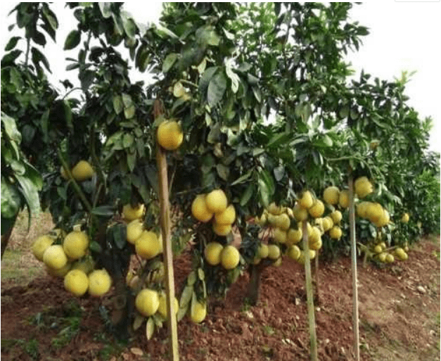 遂宁永红矮晚柚生意好不好