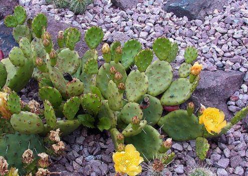 野外碰到一片野生仙人掌,老花农都说是个好品种,快看看你见过没_土壤