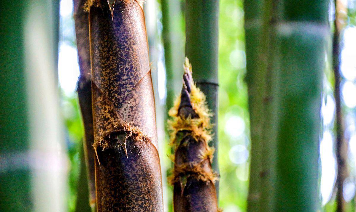保存春笋有技巧牢记1煮2放春笋鲜嫩多汁味道香